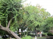 A najbardziej czeka na majową pokrzywę