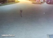 Na hulajnodze autostradą pod prąd po paliwo