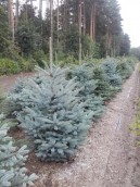 A na święta choinka świeża czy sztuczna?