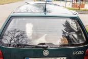 Pijany kierowca z zakazem i kozą w bagażniku
