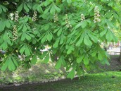 Przed zarazą nie ma co chować głowy w piasek