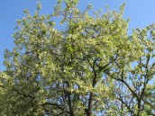 Możemy więcej, ale zaraza nie chce iść precz