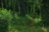 Obce gatunki inwazyjne w przyrodzie