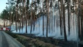 Lasy coraz bardziej zagrożone pożarami