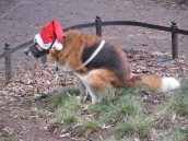 Cywilizowane traktowanie „braci mniejszych”