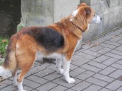 Wścieklizna jest chorobą zakaźną, psy trzeba szczepić