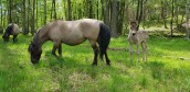 Koniki polskie naszą rodzimą rasą konia