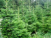 Choinki pachnące świętami Bożego Narodzenia