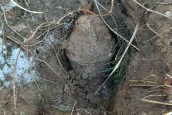 Niemiecki panzerfaust znaleziony w lesie