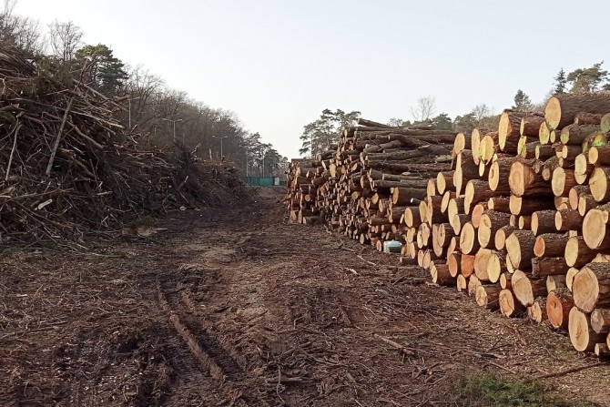 Wycięte drzewa w parku Słowiańskim pod budowę hali
