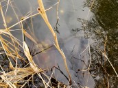 Skradzione monety odzyskane przez policjantów