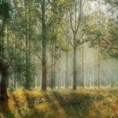 Światowy Dzień Lasów. Każdy z nas ma wpływ na ich stan