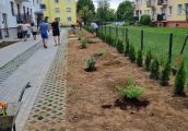 Będzie nudno, będzie dalej o zieleni