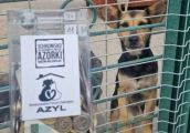 Azyl gospodarzem schroniska dla zwierząt