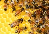 Warto docenić rolę pszczół w przyrodzie