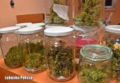 Grzyby halucynogenne, marihuana i krzewy konopi