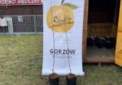 Sadzonka z certyfikatem na ryneczku