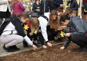 Na wiosnę zakwitnie ponad 500 żonkili