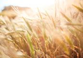 Pod rozwagę: Program walki z ocieplaniem klimatu