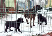 Czworonożne „gwiazdy”. Powstał z myślą o pomocy
