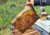 Cieszą się, że w taki sposób mogą pomóc pszczelarzom