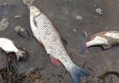 Komunikat w sprawie śniętych ryb w Odrze