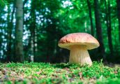 Sezon na zbieranie grzybów w pełni! Sprawdź nasze porady