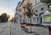 W centrum widać coraz więcej nowych drzew