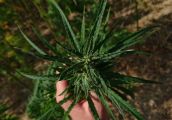 Olejek CBD dla początkujących - działanie, zalety i rodzaje
