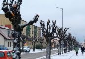 Może trzeba pomyśleć o pielęgnacji, nie wycinkach