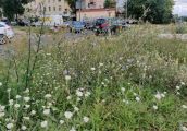 Zarośnięte jak łąka czy skoszone i zadbane?