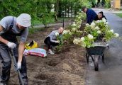Hortensje ogrodowe stworzą kwietny żywopłot