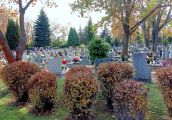 Bezpłatny transport dla seniorów na cmentarzu