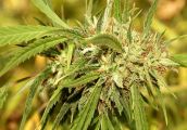 Nasiona marihuany – Lemon Haze: historia, genetyka, działanie. Poznaj legendę!