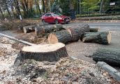 Wycięli drzewa, żeby zrobić… zazielenienie