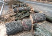 Wiadomo, co się stanie z wyciętymi drzewami
