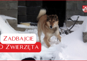 Nie zapominajmy o naszych czworonogach!