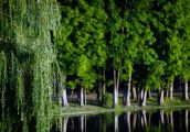 Gorzowskie osiedla czekają na zajęcie się zielenią