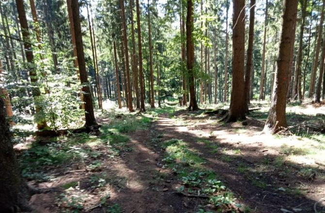 W Polsce przez Zielony Ład ucierpi nie tylko rolnictwo, ale i polskie lasy