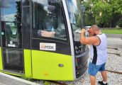 Dzik Gorzowski przeciągnie tramwaj