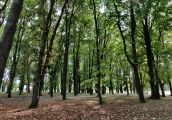 Miasto zazieleni się w kilku miejscach