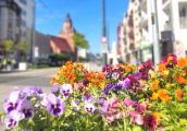 Tysiące wiosennych roślin pojawią się w mieście
