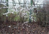 Choć wiosna kapryśna jest, sakura już zaczyna kwitnąć