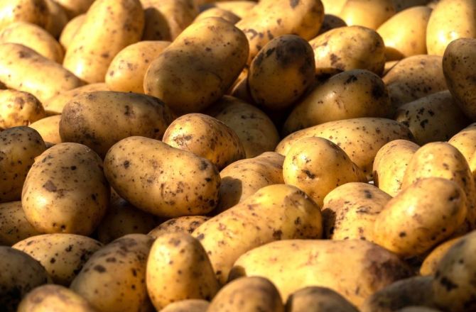 Zawartość glikoalkaloidów w ziemniakach zależy od wielu czynników, o których piszemy w artykule