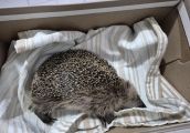 Animalsi z dramatycznym apelem o pomoc