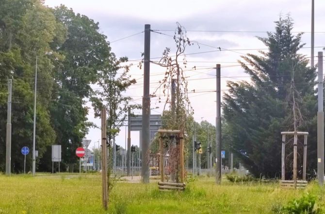 Niektóre uschną i to jest normalne - uważa Miasto
