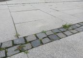 W kwestii żywotności trawy będzie