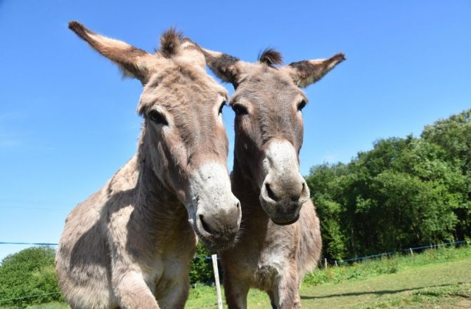 Zwierzęta w służbie człowieka. Konferencja w Lubniewicach