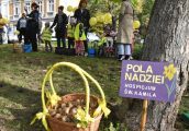 W Gorzowie ponownie sadzono żonkile