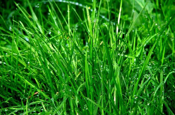 Gorzów inwestuje w zieloną przyszłość